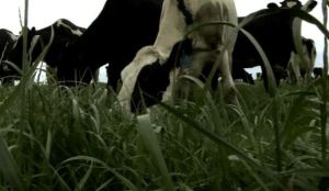 Victorian meat exporter diversifies into dairy